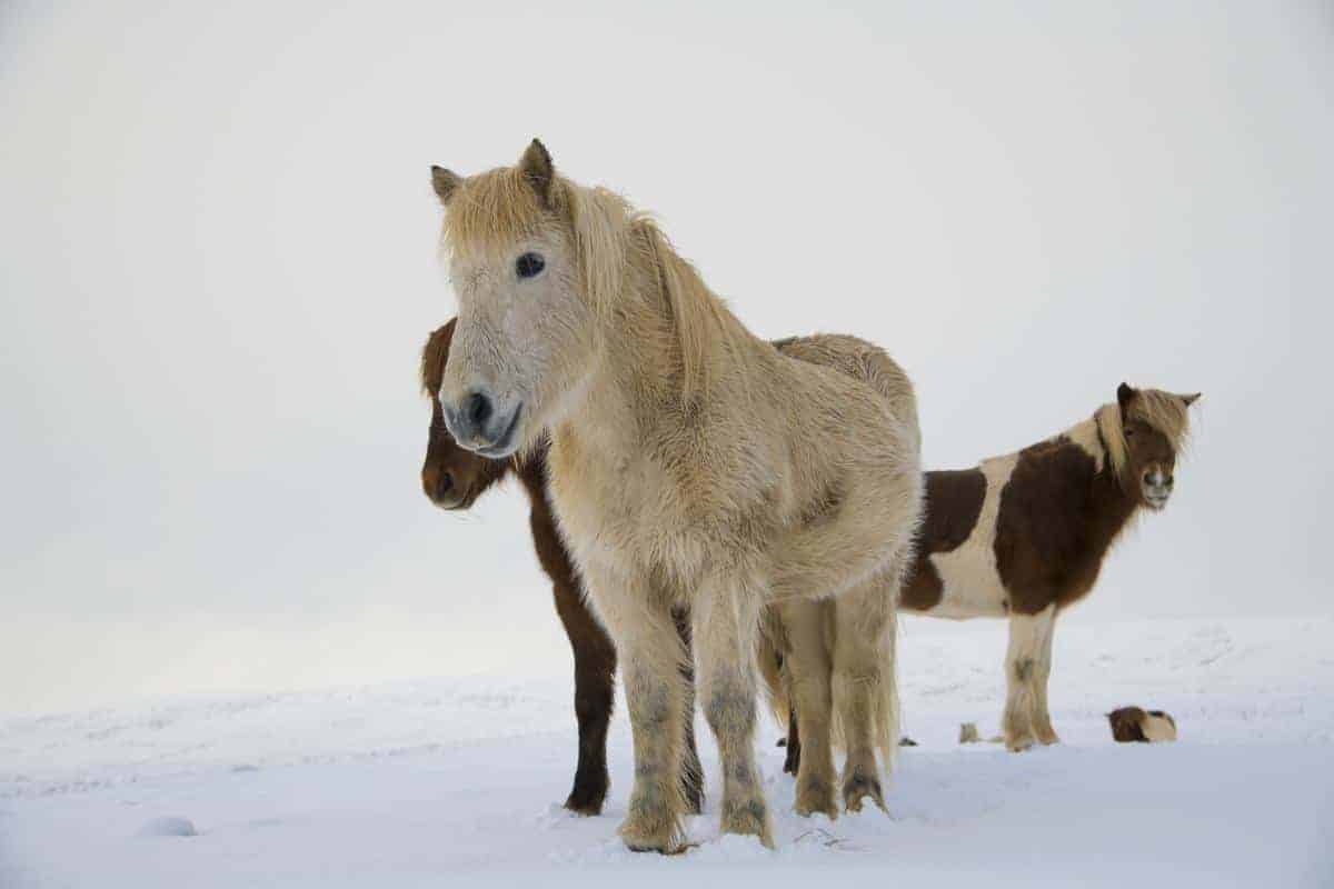Pony's staan in de sneeuw