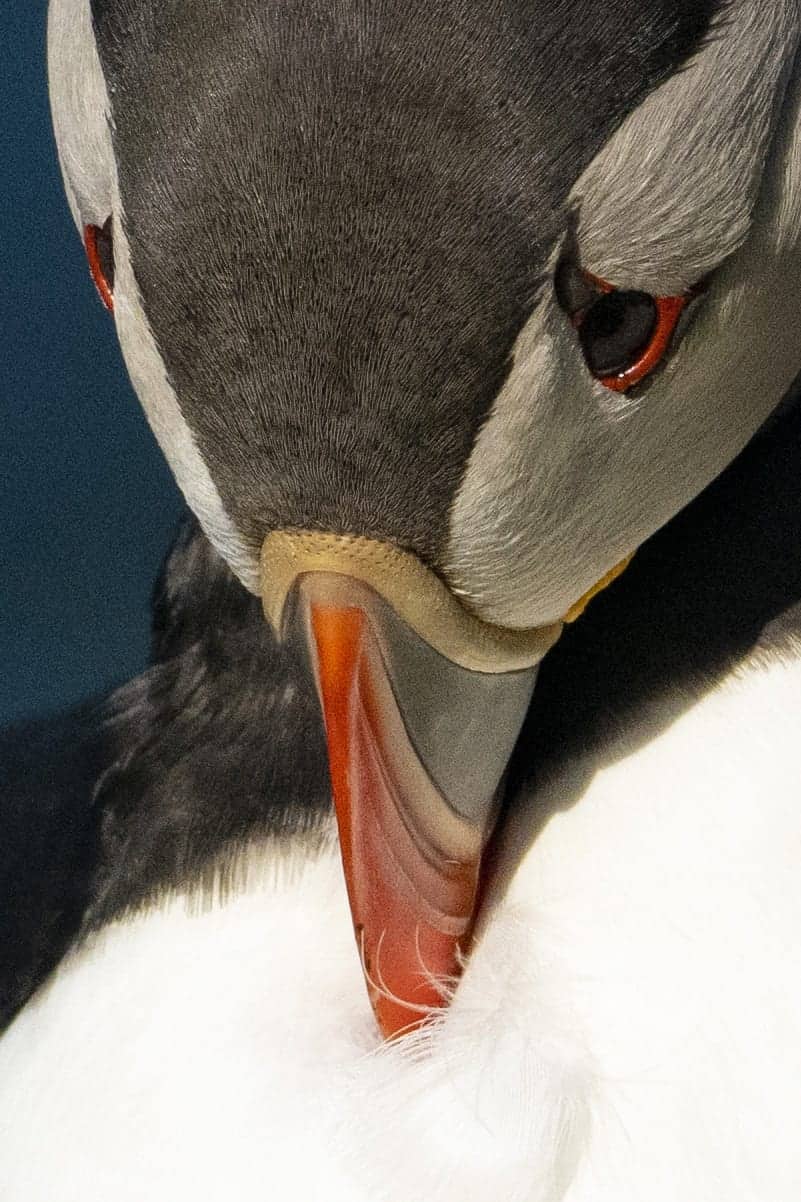 IJsland fotoreis Westfjorden182 Papegaaiduiker bij Latrabjarg IJsland Westfjorden