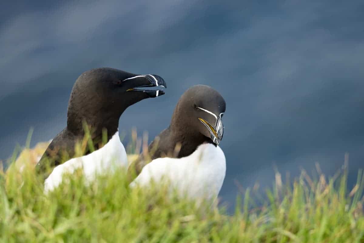 IJsland fotoreis Westfjorden235 Latrabjarg IJsland Westfjorden