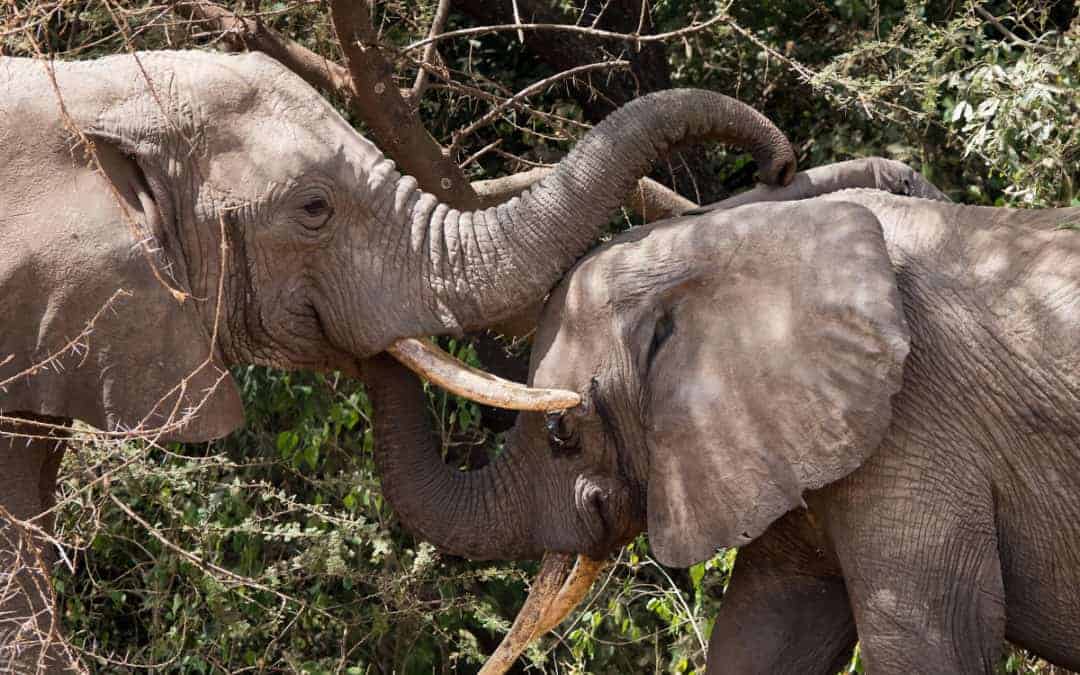 Olifanten tijdens de fotosafari Kenia-Tanzania van Janny Soer.