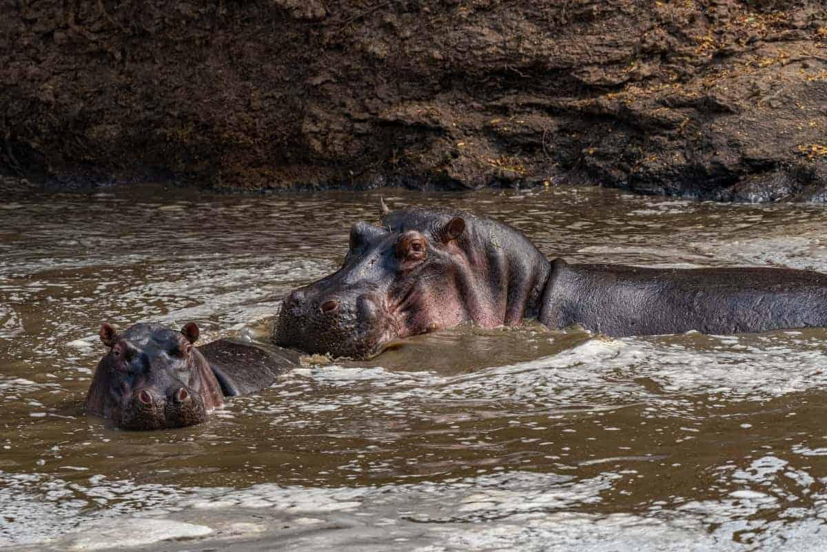 Jessica Blokland van Dien - nijlpaarden tijdens de fotosafari Kenia-Tanzania