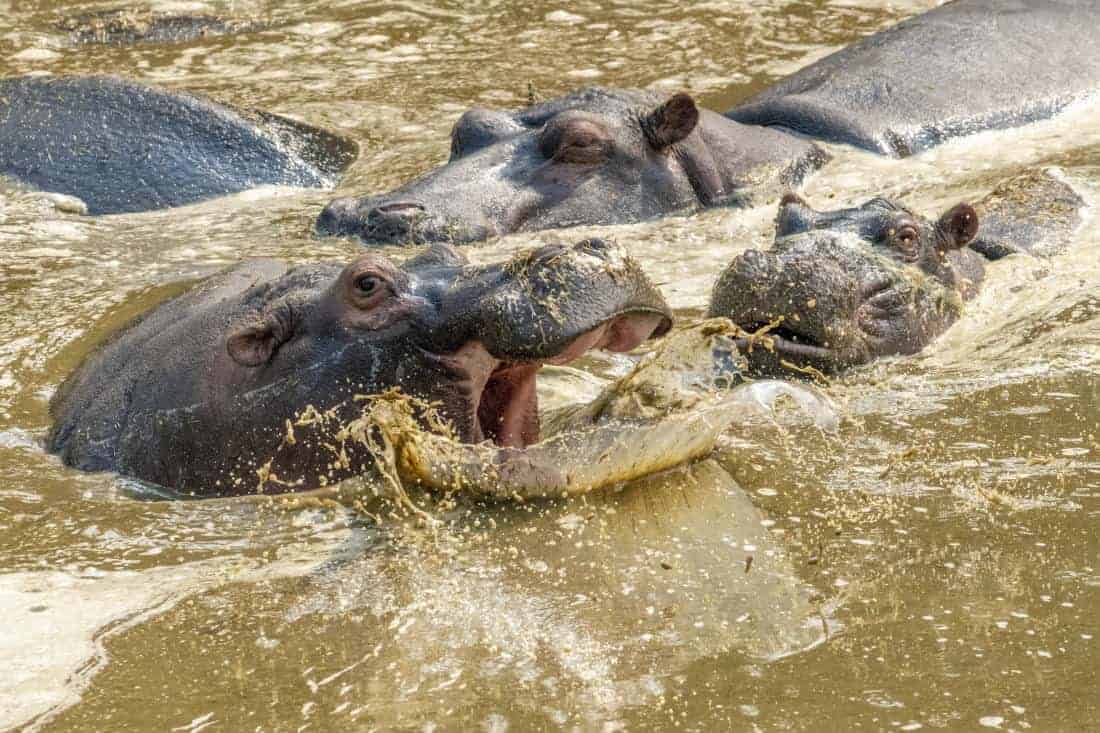 Kenia Tanzania Nijlpaarden-aan het vechten fotoreizen