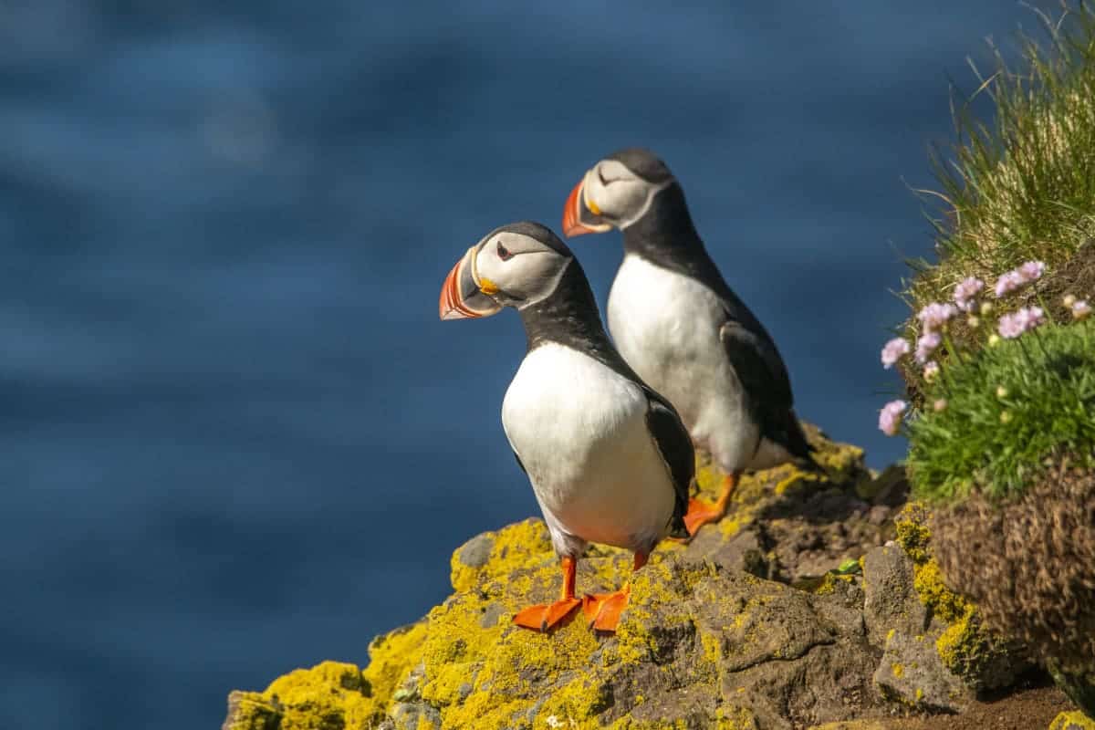 Latrabjarg puffins - Fotoreis IJsland Zomer Latrabjarg puffins - Fotoreis IJsland Zomer