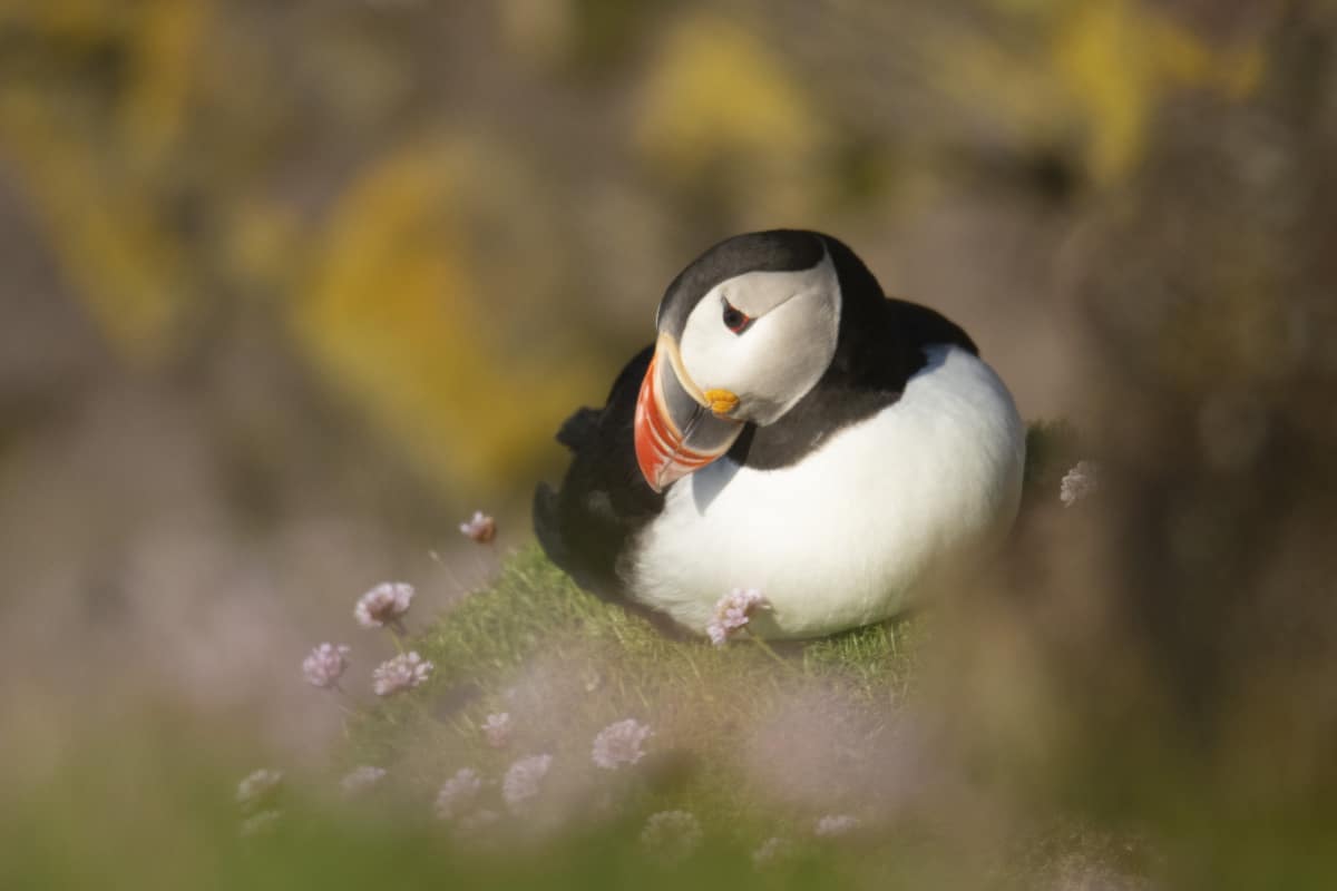 Latrabjarg puffins - fotoreis IJsland Latrabjarg puffins - fotoreis IJsland