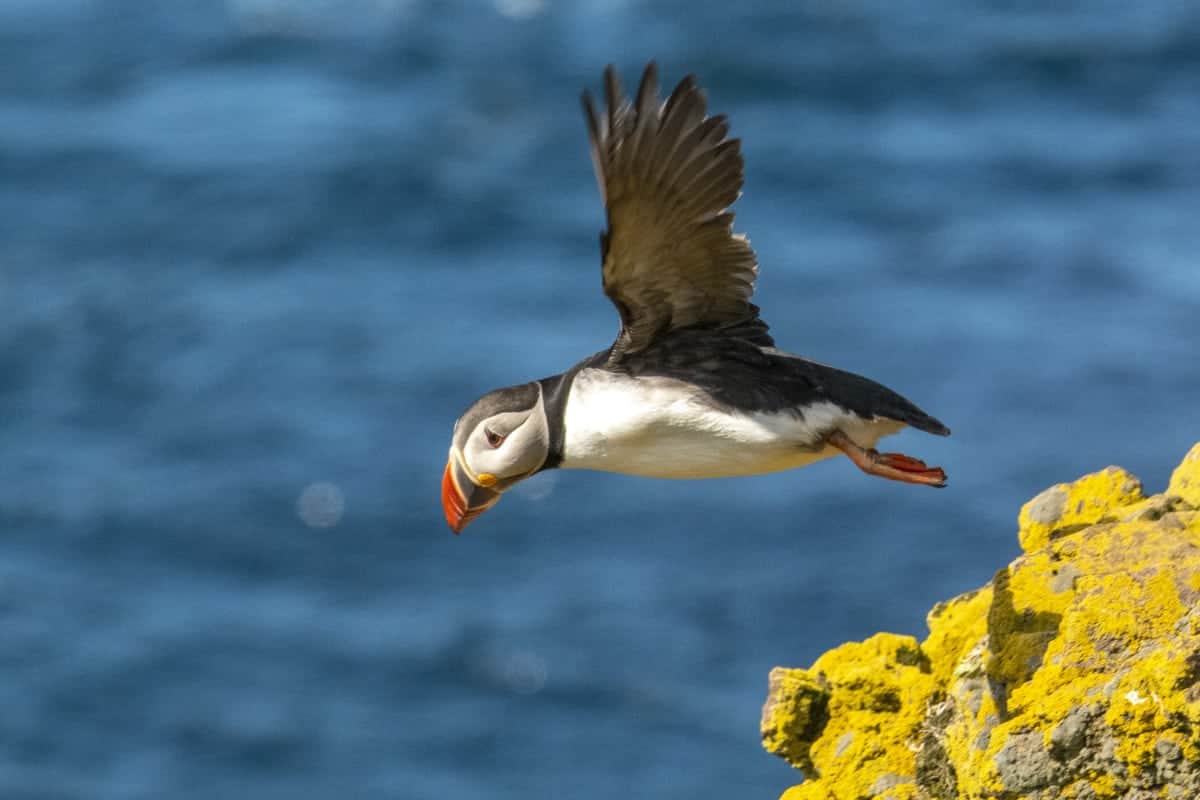 Latrabjarg vliegende puffins - fotoreis IJsland Latrabjarg vliegende puffins - fotoreis IJsland