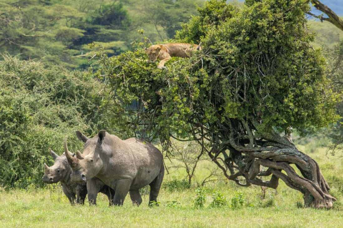 Kenia - Tanzania - Leeuw op boom met neushoorns eronder Kenia - Tanzania - Leeuw op boom met neushoorns eronder