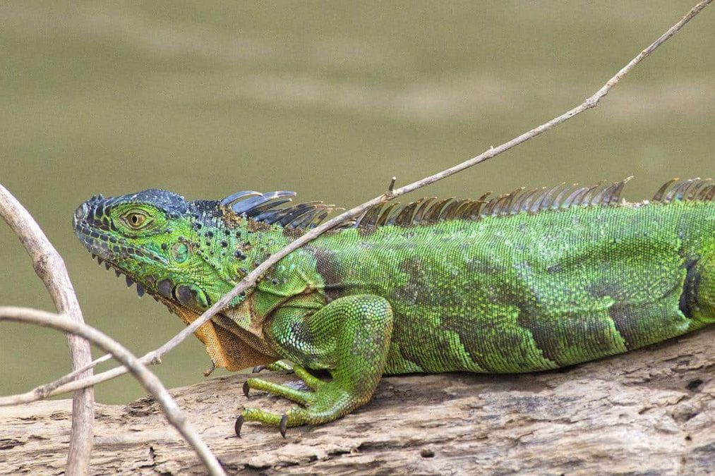 Leguaan in Caño Negro - Costa Rica