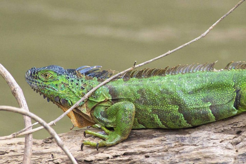 Leguaan in Caño Negro - Costa Rica