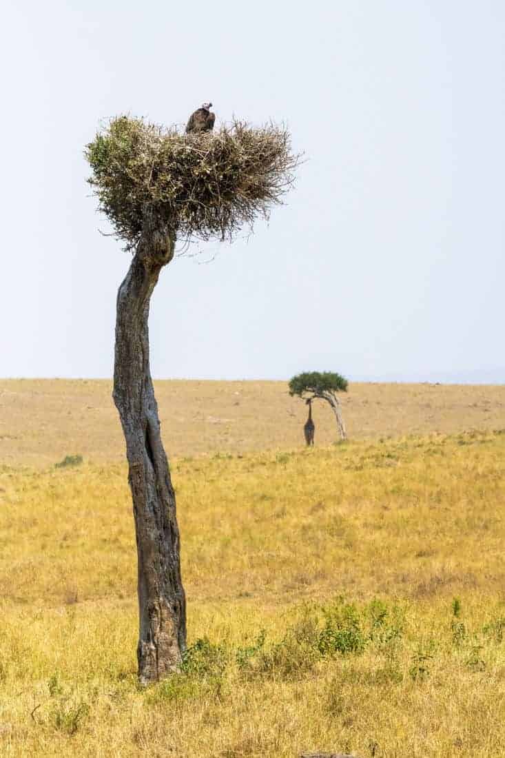 Maasai Mara Kenia fotosafari Maasai Mara Kenia fotosafari