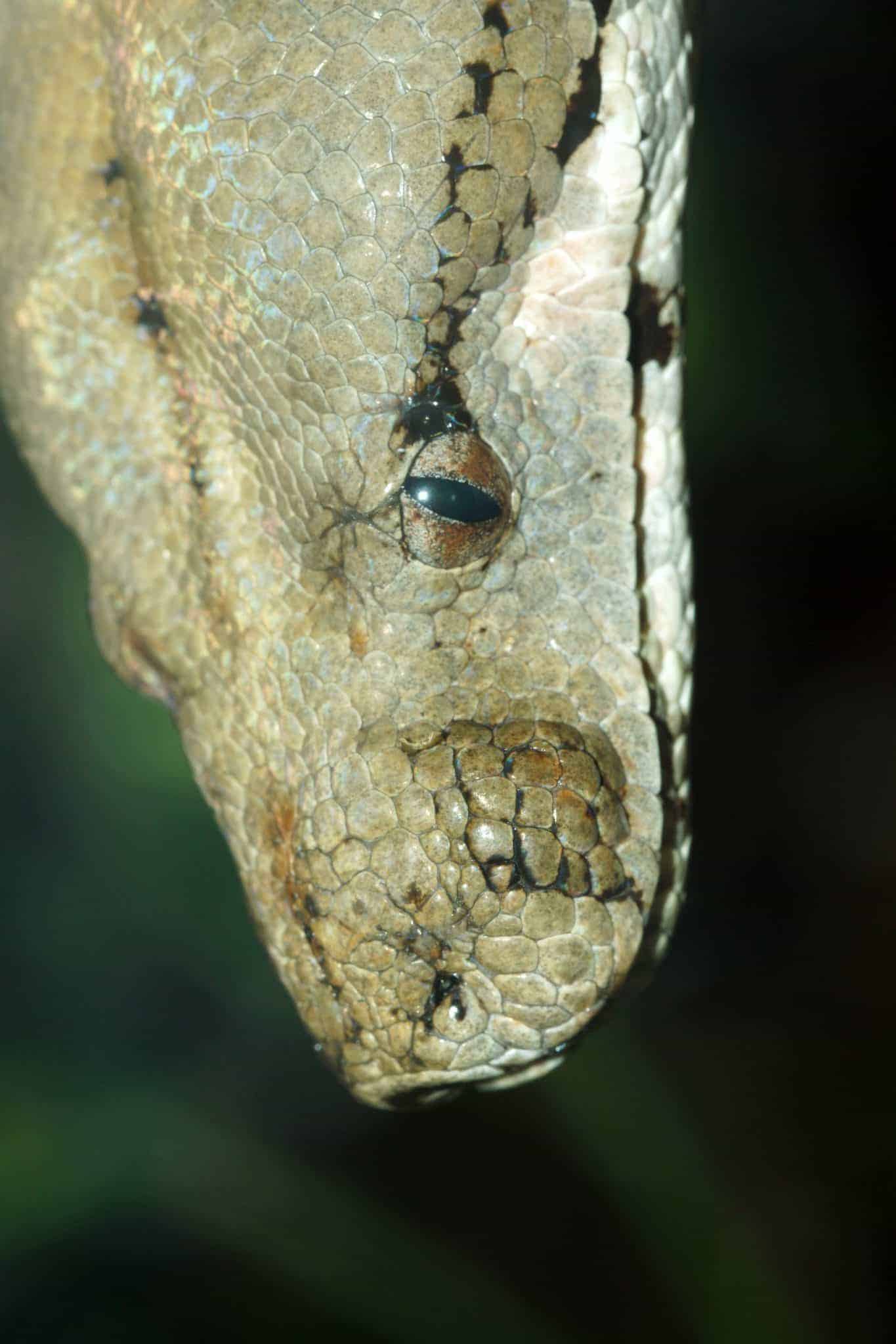 Boa constrictor - fotoreis Costa Rica Monteverde
