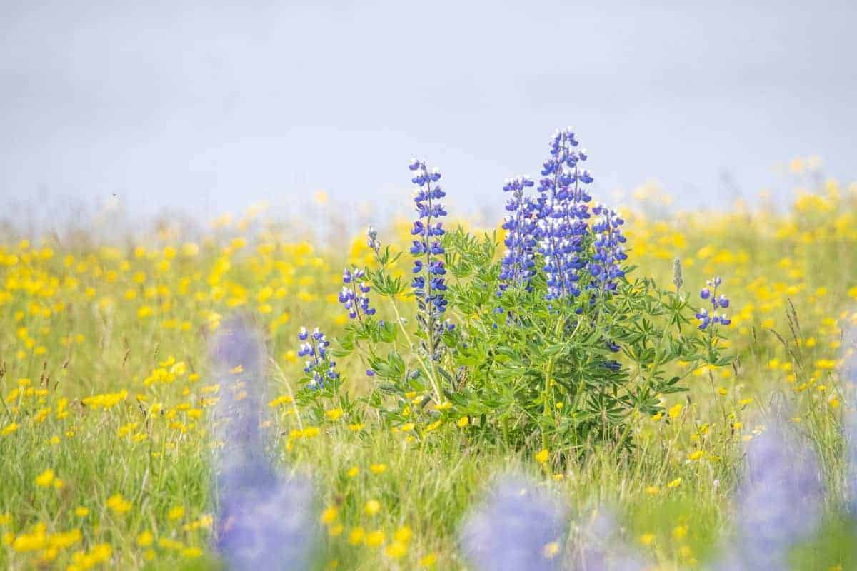 Blauwe Luppinen - Fotoreis IJsland Blauwe Luppinen - Fotoreis IJsland