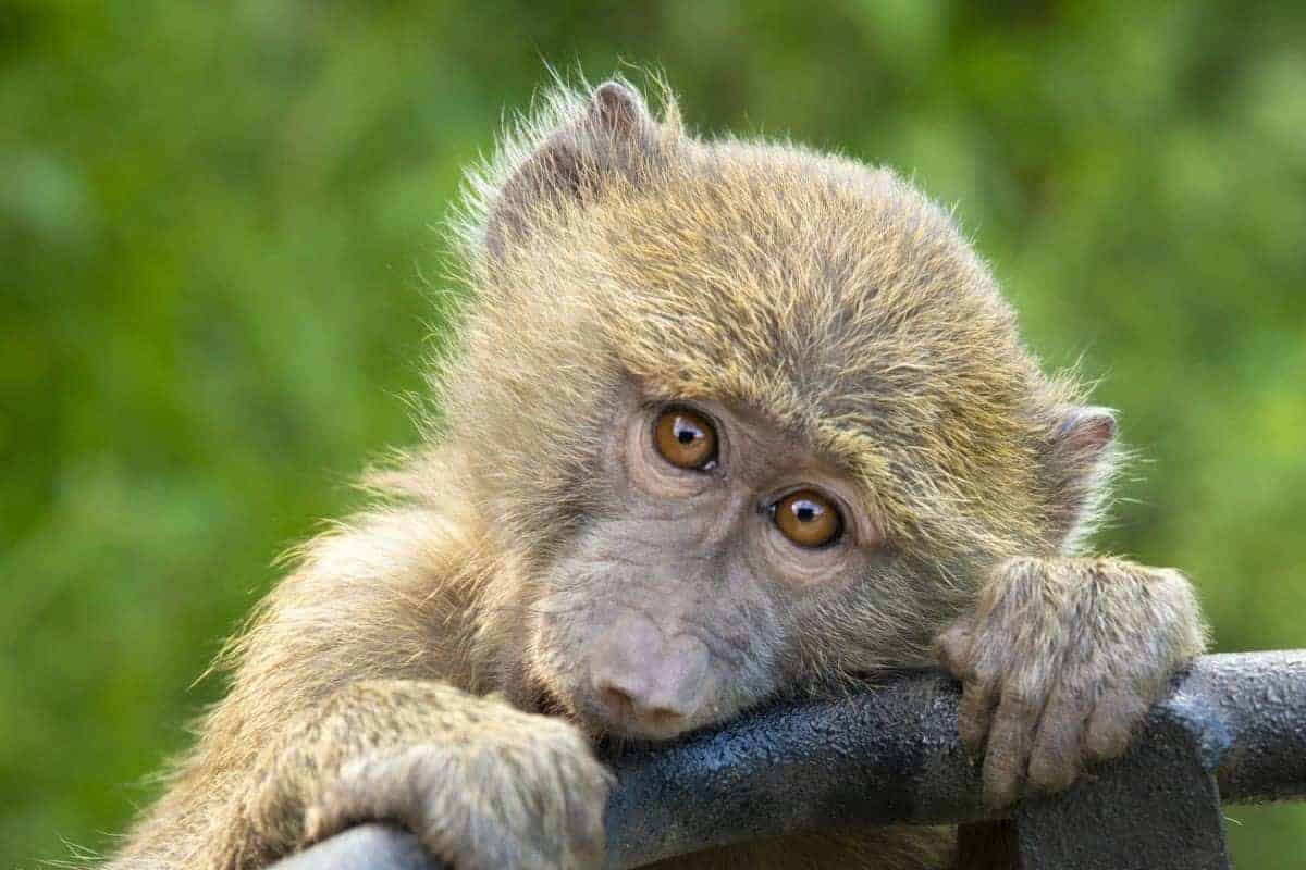 Nieuwsgierig aapje - fotoreis Tanzania