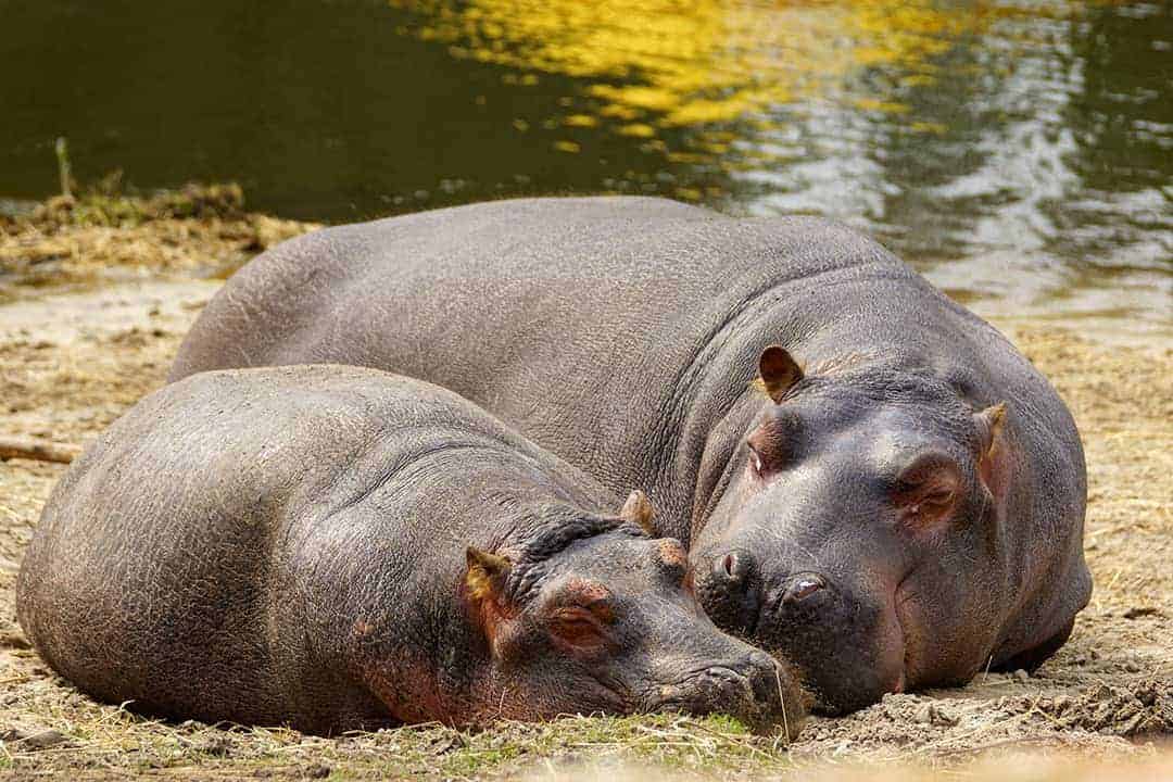 Nijlpaarden liggen lekker lui in de dierentuin Nijlpaarden liggen lekker lui in de dierentuin