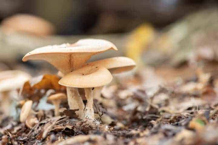 Paddenstoelen fotograferen - F1 Paddenstoelen fotograferen