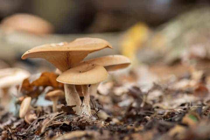 Paddenstoelen fotograferen - F2 Paddenstoelen fotograferen - F2