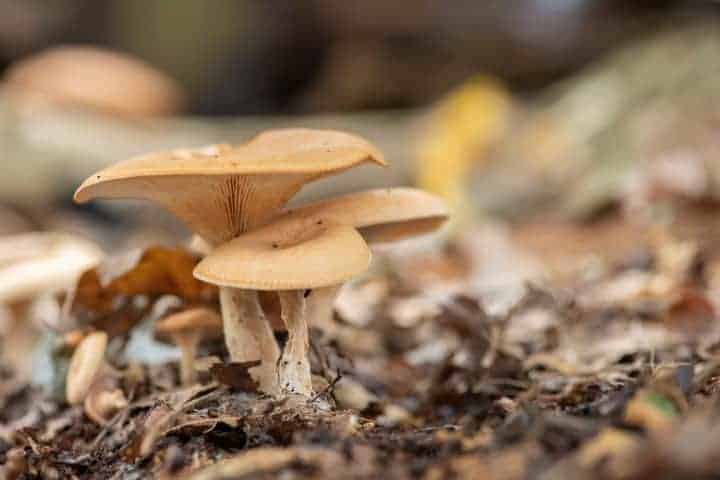 Paddenstoelen fotograferen
