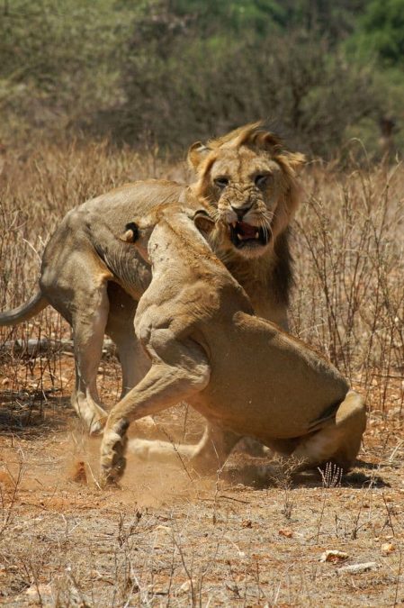 Patrick Gijsbers - Vechtende leeuwen