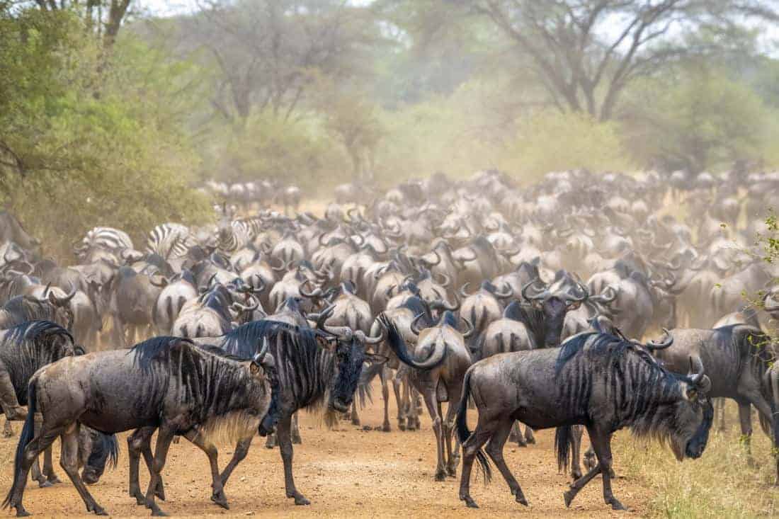 Rivercrossing Fotoreis Kenia Tanzania Rivercrossing Fotoreis Kenia Tanzania