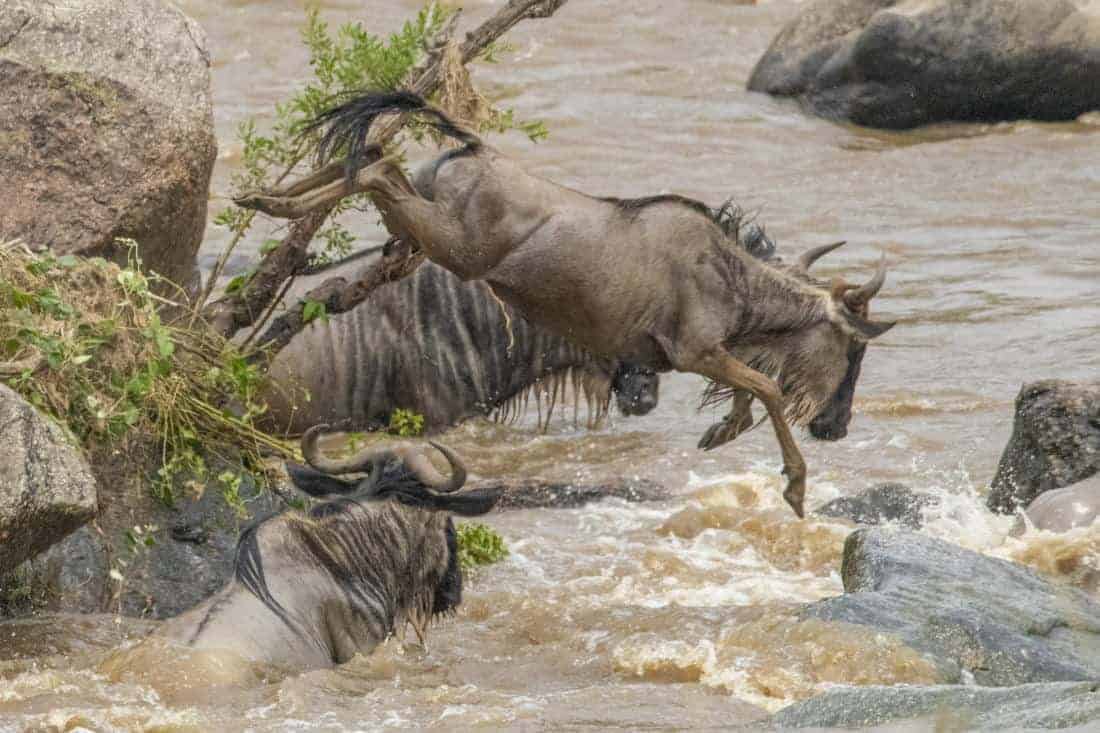 Rivercrossing Fotoreis Kenia Tanzania