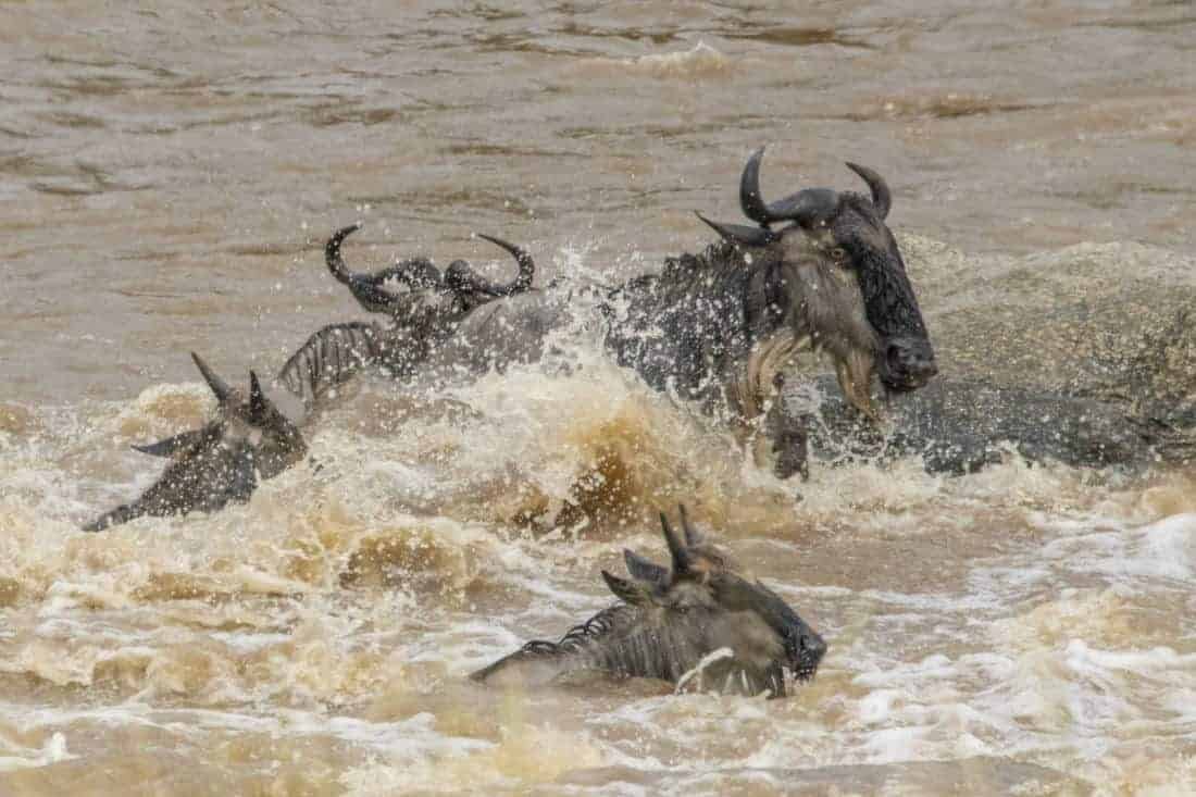 Gnoes tijden de rivercrossing Kenia Tanzania Gnoes tijden de rivercrossing Kenia Tanzania