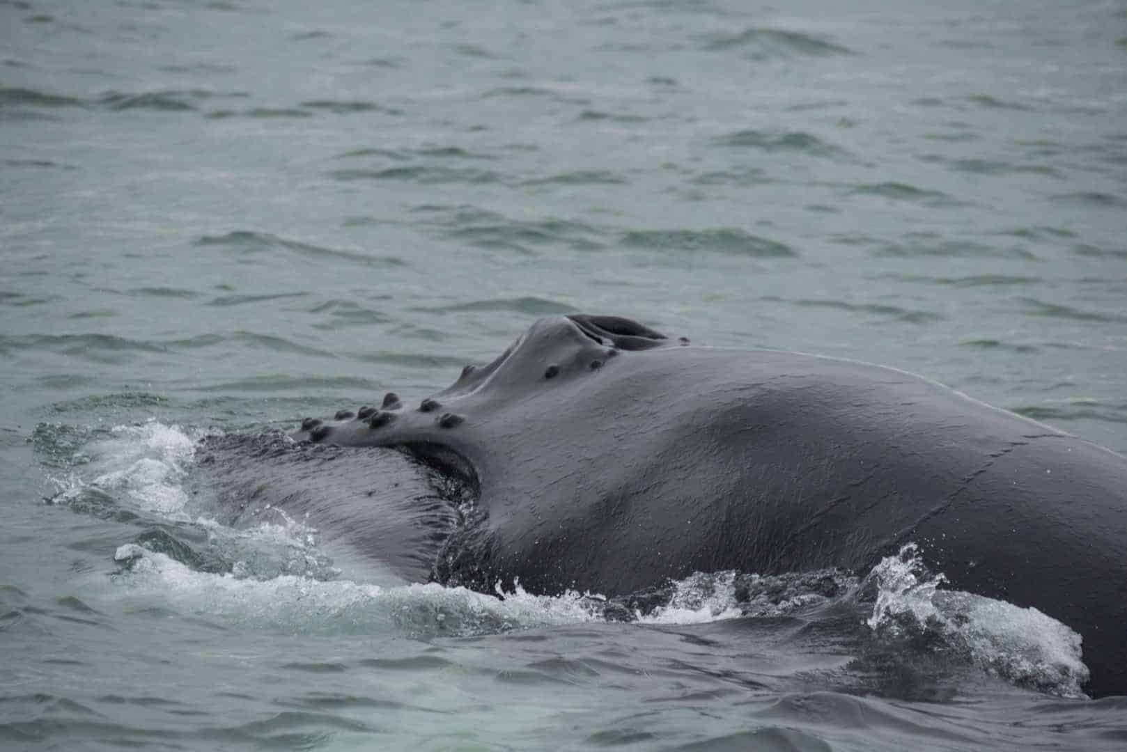 Rug van de walvis boven het water