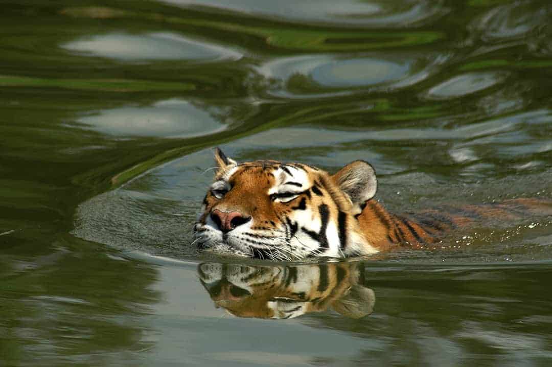 Tijger zwemt in het water Tijger zwemt in het water