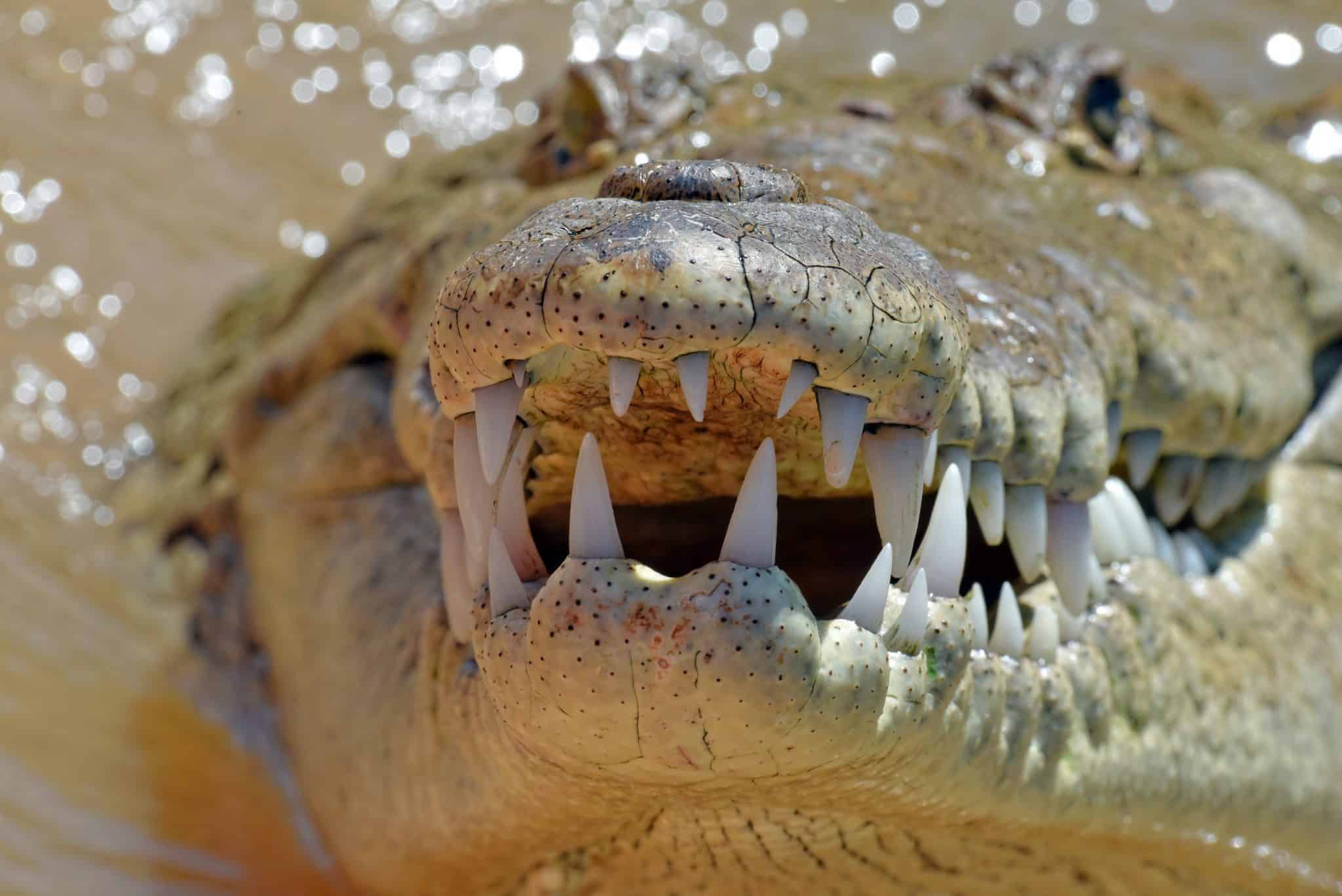 Crocodylus acutus Country: Costa Rica