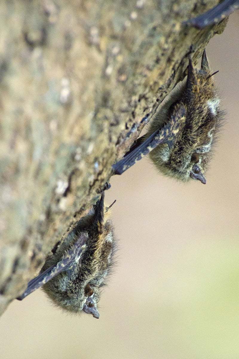 Vleermuizen op boom in Caño Negro - Costa Rica