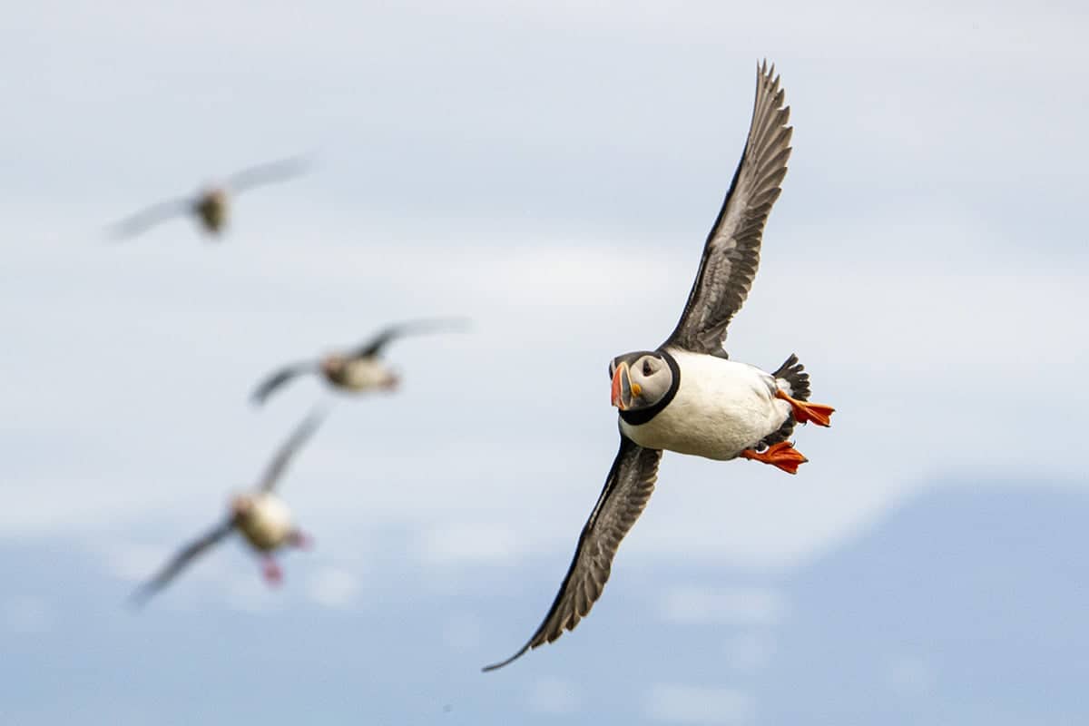 Vliegende papegaaiduiker tijdens de fotoreis IJsland Vliegende papegaaiduiker tijdens de fotoreis IJsland