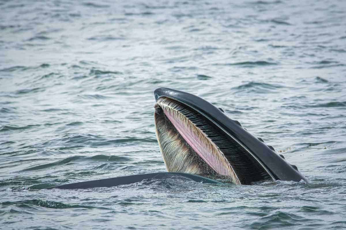 Walvisexcursie tijdens de Fotoreizen Ijsland Snaefellsness Westfjorden Walvisexcursie tijdens de Fotoreizen Ijsland Snaefellsness Westfjorden