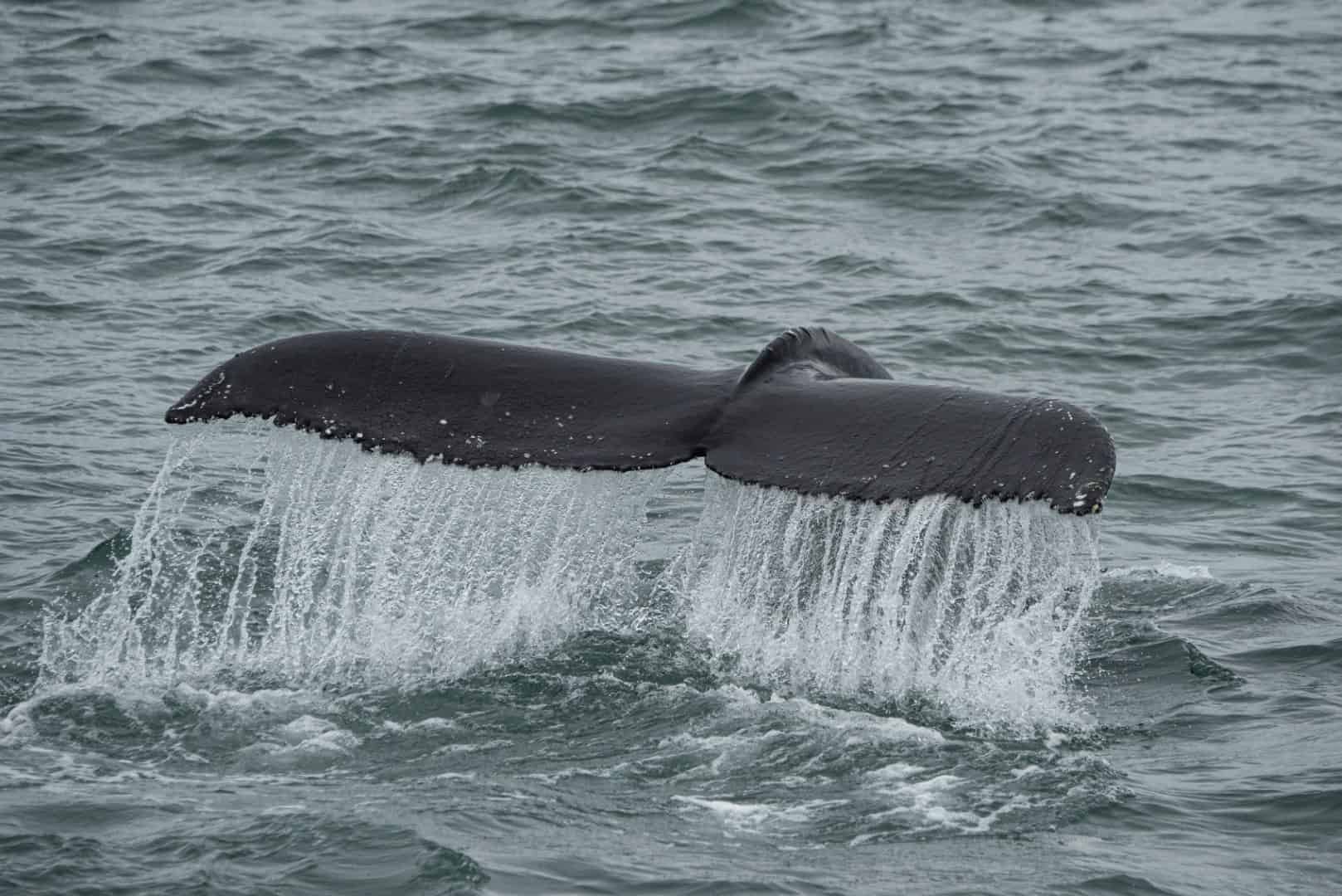Walvisstaart waar het water vanaf loopt - fotografie-reizen.nl_ Walvisstaart waar het water vanaf loopt - fotografie-reizen.nl_