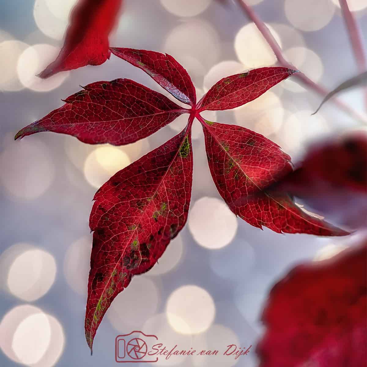 Wat is bokeh - fotografietips 4
