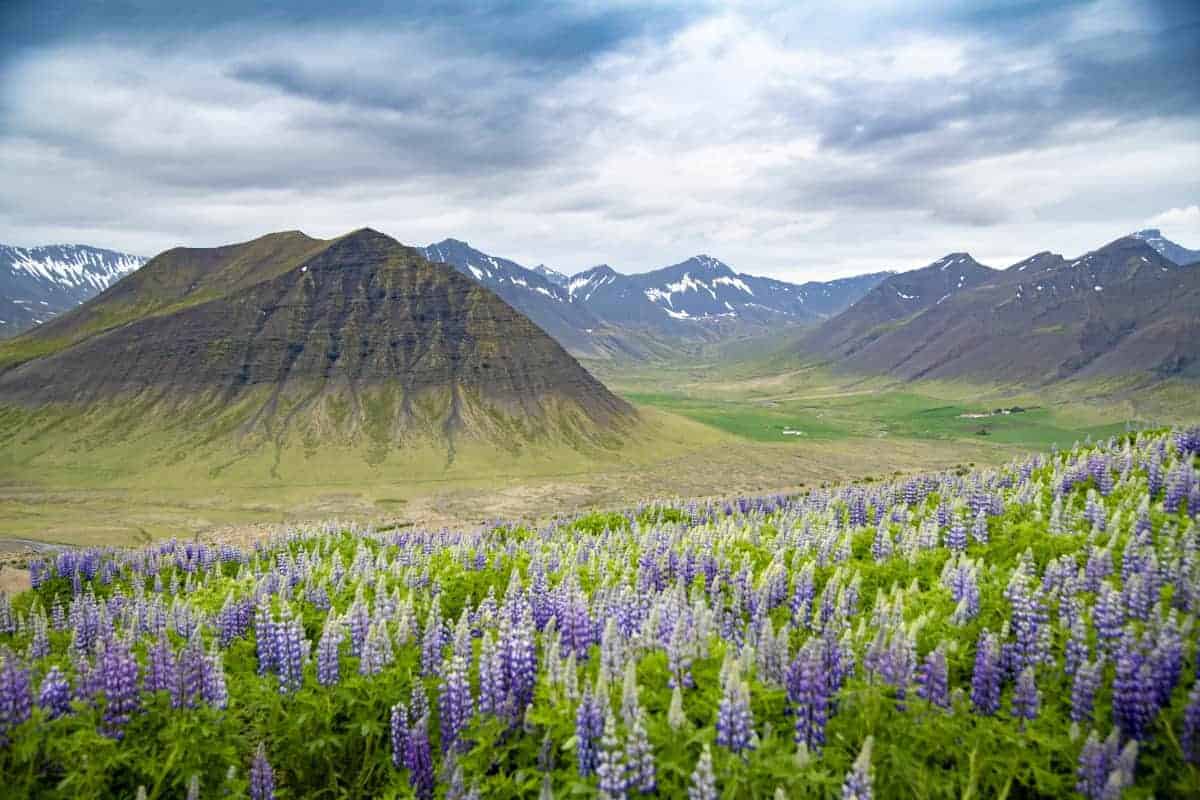 Westfjorden Fotoreis IJsland uitzicht met Lupinen Westfjorden Fotoreis IJsland uitzicht met Lupinen