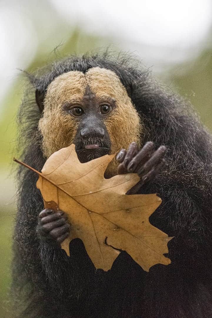 Witgezichtsaki Witgezichtsaki