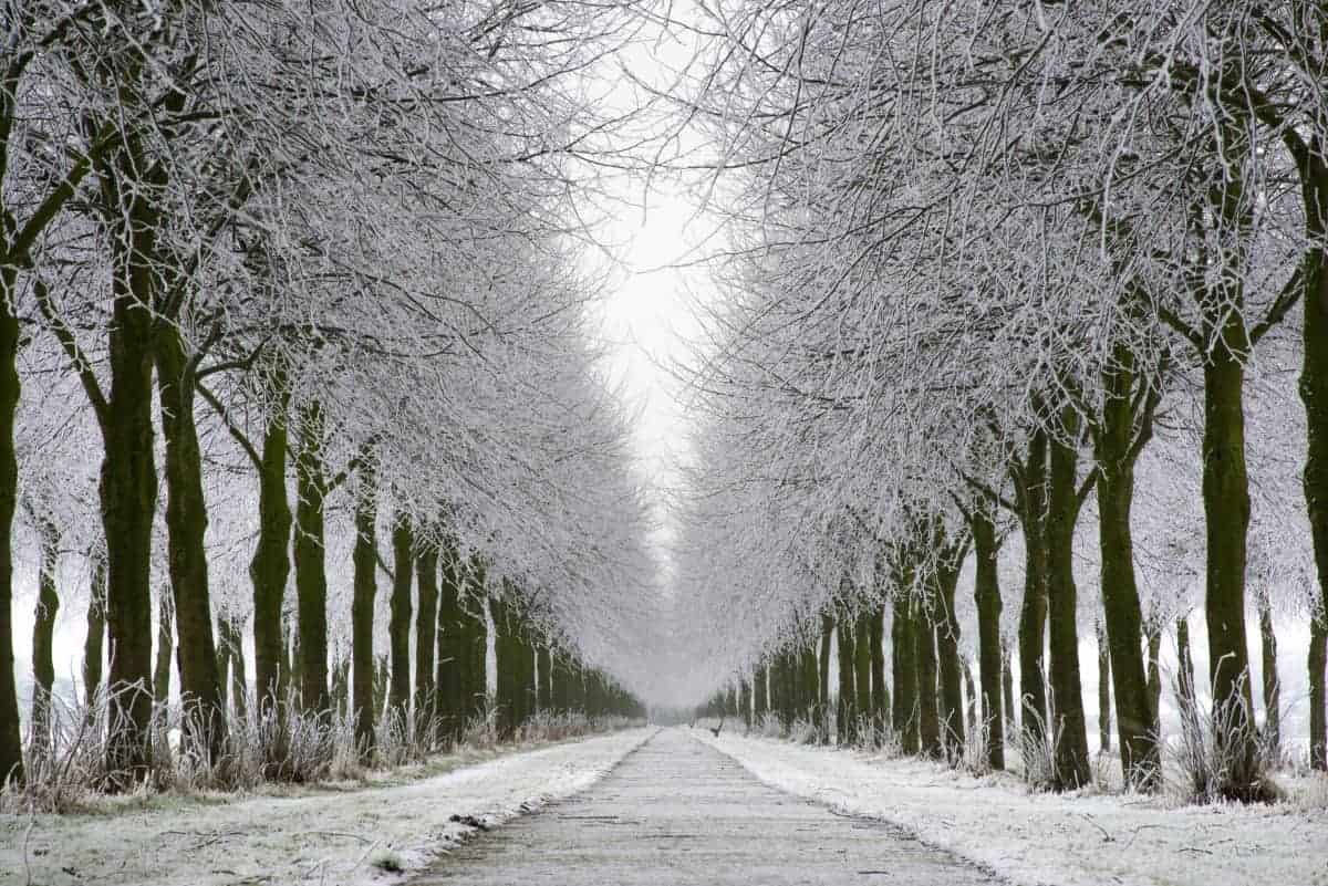 Een lange witte bomenrij langs een laan tijdens een workshop fotografie in de winter.