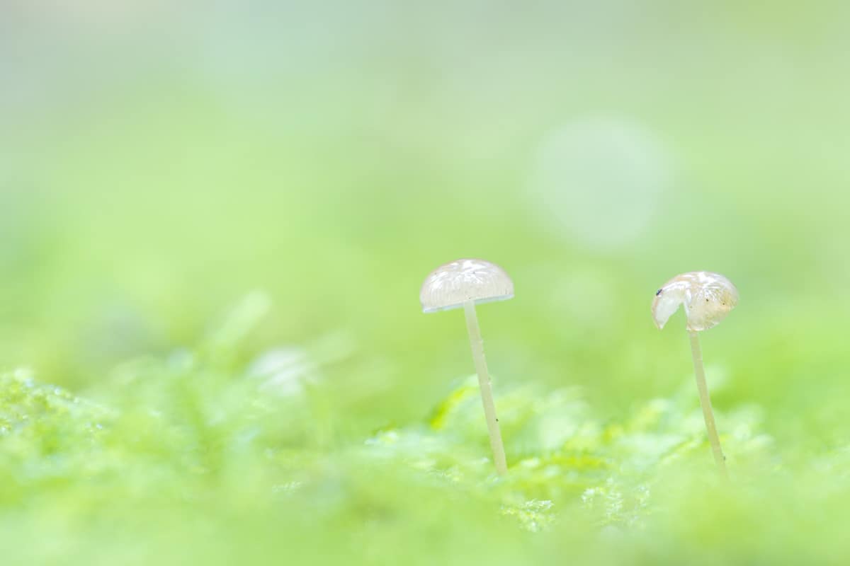 Workshop Paddenstoelen fotograferen 1 Workshop Paddenstoelen fotograferen
