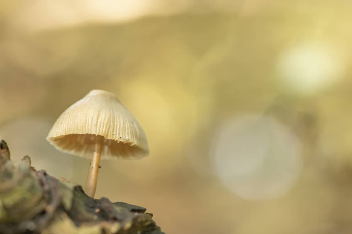 Workshop paddenstoelen fotograferen 2 Workshop Paddenstoelen fotograferen