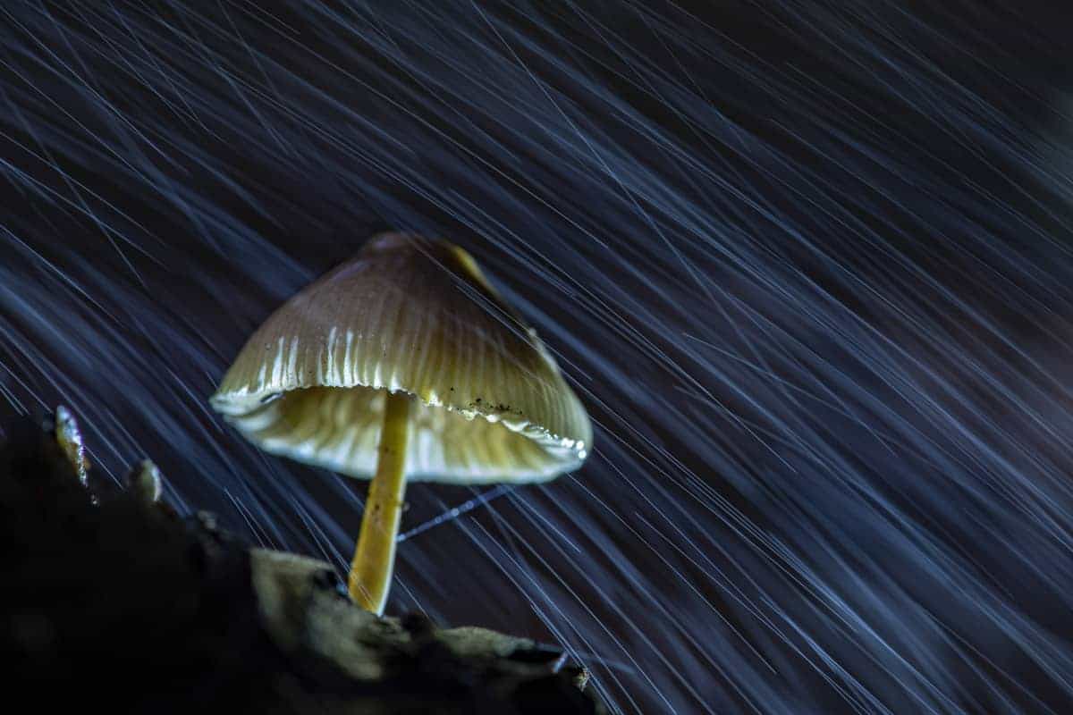 Workshop paddenstoelen fotograferen 3 Workshop Paddenstoelen fotograferen