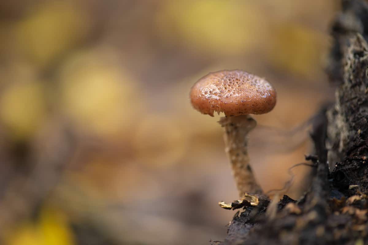 Workshop paddenstoelen fotograferen 4 Workshop Paddenstoelen fotograferen