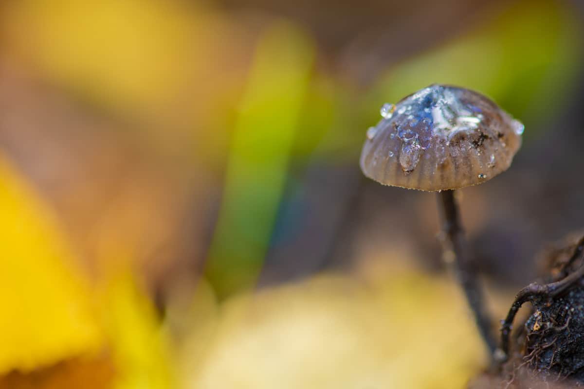 Workshop paddenstoelen fotograferen 5 Workshop Paddenstoelen fotograferen
