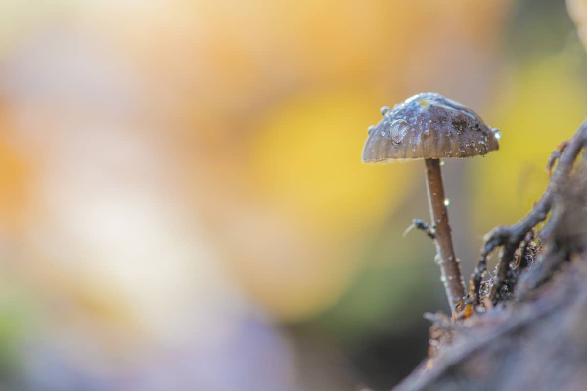 Workshop paddenstoelen fotograferen 6 Workshop Paddenstoelen fotograferen