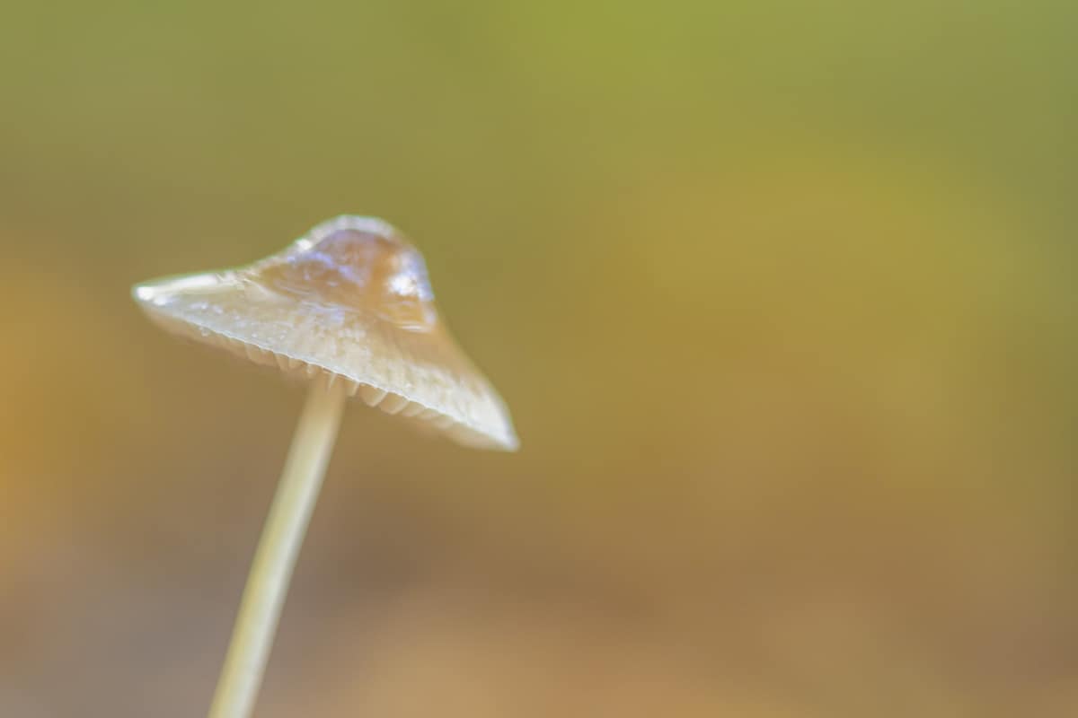 Workshop paddenstoelen fotograferen 7 Workshop Paddenstoelen fotograferen