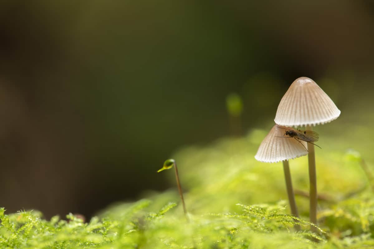Workshop paddenstoelen fotograferen 8 Workshop Paddenstoelen fotograferen