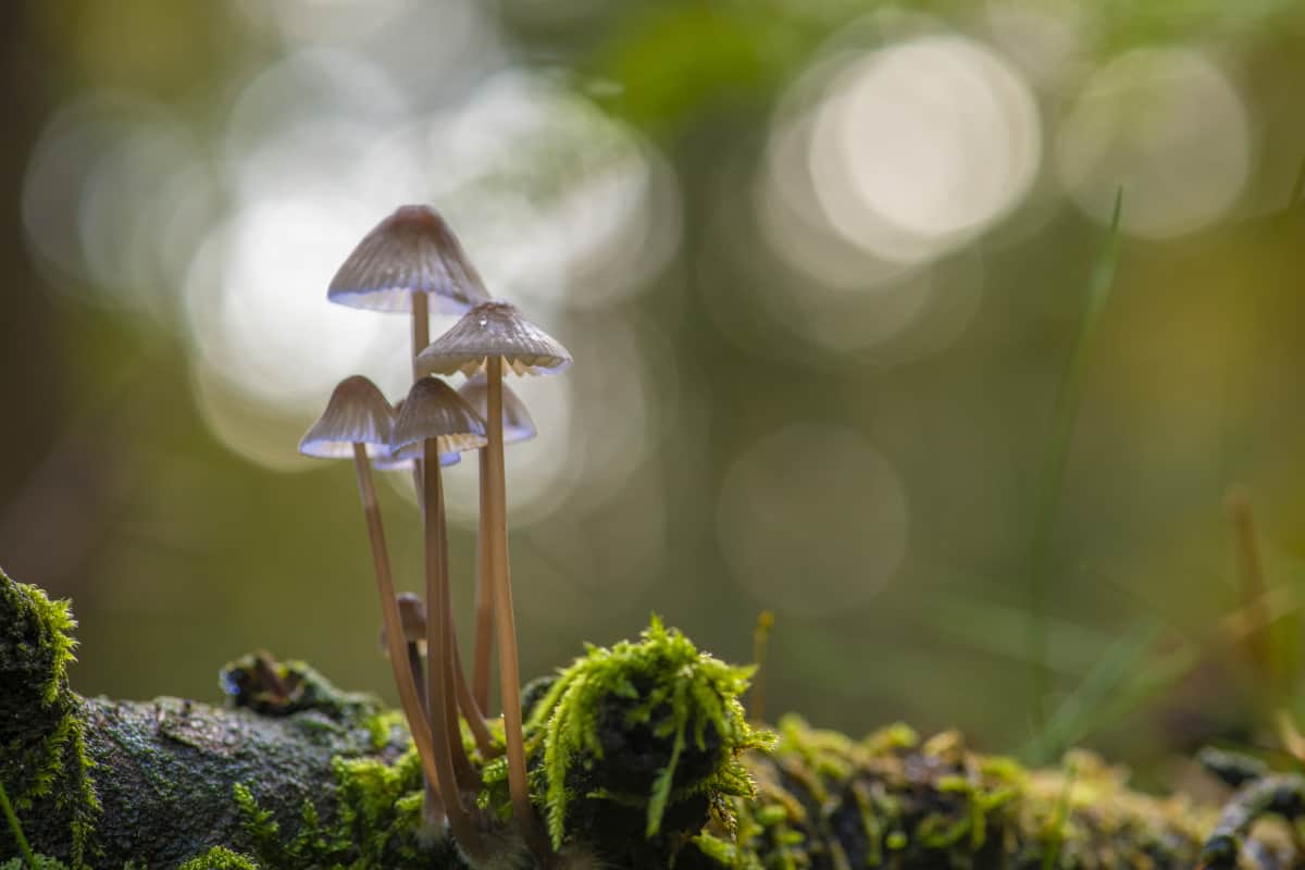 Workshop paddenstoelen fotograferen 9 Workshop Paddenstoelen fotograferen