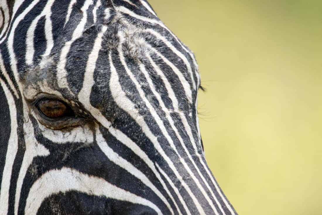 Zebra oog Kenia Tanzania rondreis