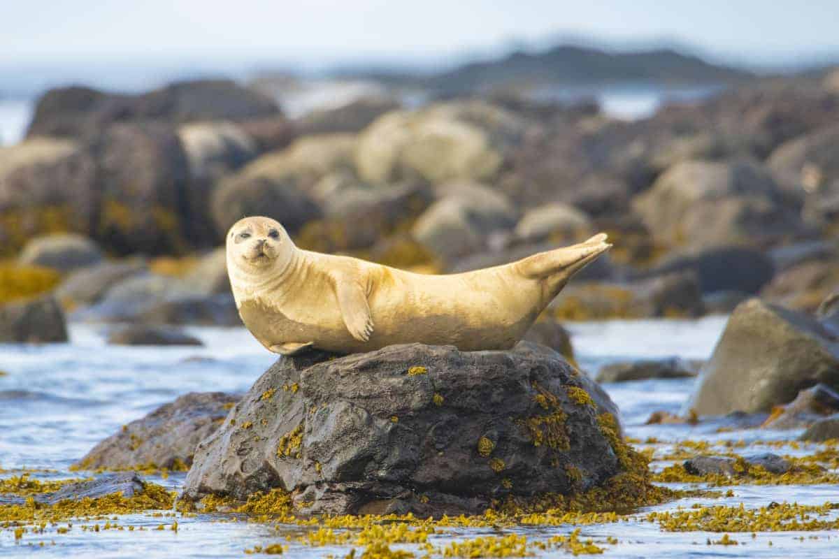 Zeehonden Snaefellsness - Fotoreizen IJsland Zeehonden Snaefellsness - Fotoreizen IJsland