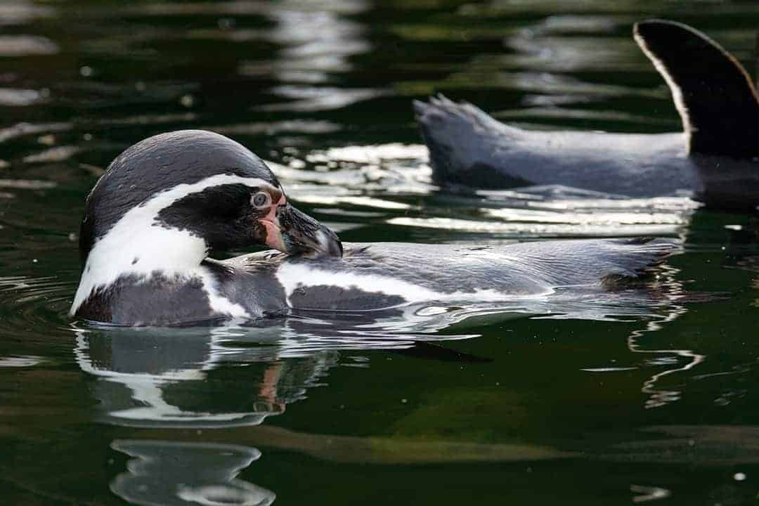 Zwartvoet pinguin in de dierentuin