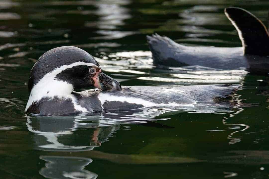 Zwartvoet pinguin in de dierentuin Zwartvoet pinguin in de dierentuin