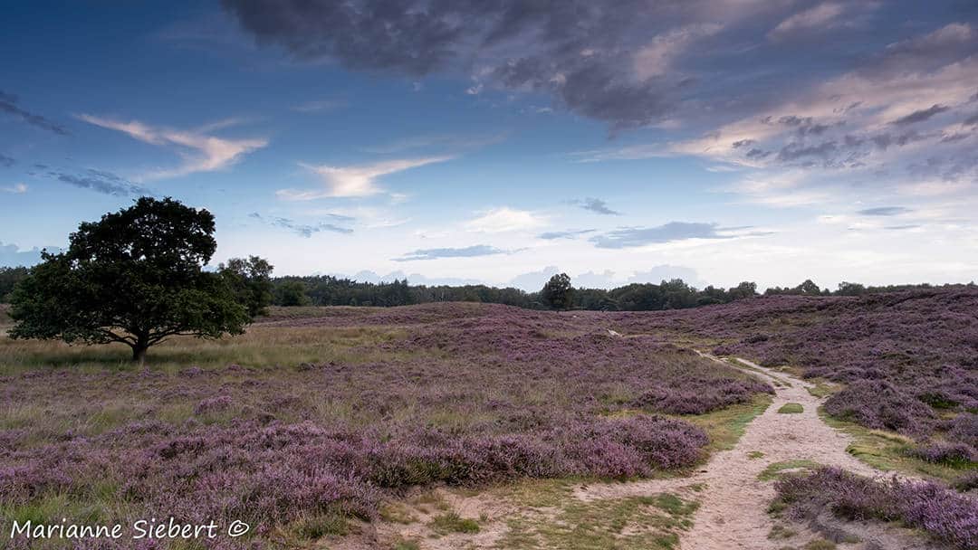 Marianne Siebert Fotoweekend Drentse heide
