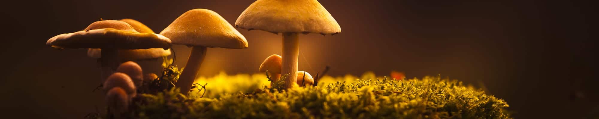 Header paddenstoelen